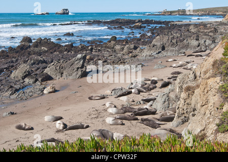 La Northern Elephant guarnizioni, Mirounga angustirostris, a PIEDRAS BLANCAS rookery sulla costa centrale della California. Foto Stock