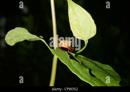 Red zampe bug di protezione su una foglia. Segni distintivi sia sopra che sotto. Mantiene la stessa posizione orizzontale nonostante sottrarre. Ben camuffato da sopra Foto Stock