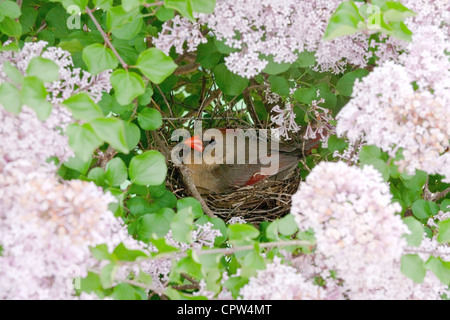 Uccello cardinale del Nord songbird nel nido incubando le uova nidificando nei fiori viola del lilla fioritura Foto Stock