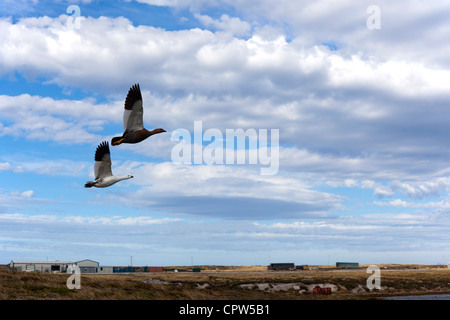 Coppia di Altopiano di oche in volo, Stanley, Isole Falkland Foto Stock