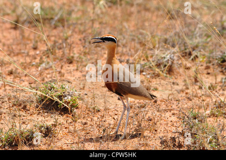 Cursorius coromandelicus Foto Stock