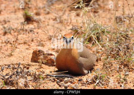 Cursorius coromandelicus Foto Stock