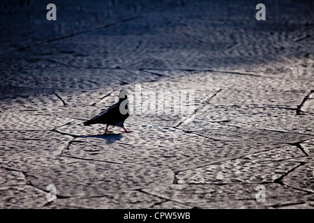 Città Pigeon, Columba livia, vagare in Piazza dei Duomo, Toscana, Italia Foto Stock