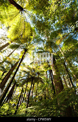 Foresta di felci arboree e giant redwoods, Rotorua, Nuova Zelanda. Foto Stock