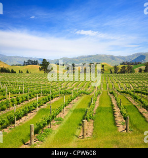 Viti giovani nella regione di Marlborough della Nuova Zelanda. Questa zona è detto di essere il migliore del mondo per il Sauvignon Blanc. Foto Stock