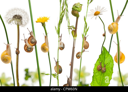 Composizione di fiori e giardino di lumache, Helix Aspersa e mediterraneo lumache, Theba pisana, contro uno sfondo bianco Foto Stock