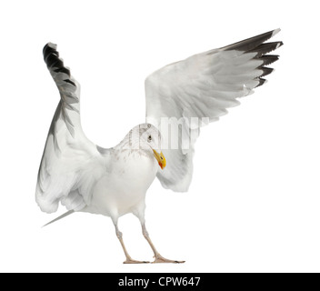Aringa europea Gabbiano, Larus argentatus, 4 anni, d'inverno il piumaggio contro uno sfondo bianco Foto Stock