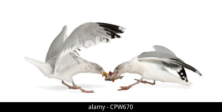 Aringa europea Gabbiano, Larus argentatus, 4 anni, d'inverno il piumaggio battenti contro uno sfondo bianco Foto Stock