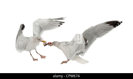 Europea di gabbiani reali, Larus argentatus, 4 anni, d'inverno il piumaggio di lotta contro il cibo contro uno sfondo bianco Foto Stock