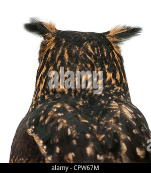 Eurasian Eagle-Owl, Bubo bubo, 15 anni, contro uno sfondo bianco Foto Stock