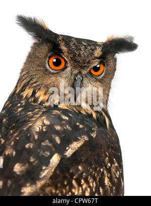 Eurasian Eagle-Owl, Bubo bubo, 15 anni, ritratto contro uno sfondo bianco Foto Stock