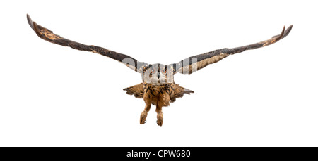 Eurasian Eagle-Owl, Bubo bubo, 15 anni, battenti contro uno sfondo bianco Foto Stock