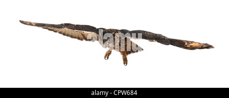 Eurasian Eagle-Owl, Bubo bubo, 15 anni, battenti contro uno sfondo bianco Foto Stock