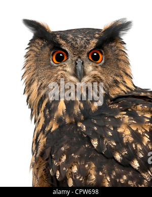 Eurasian Eagle-Owl, Bubo bubo, 15 anni, ritratto contro uno sfondo bianco Foto Stock