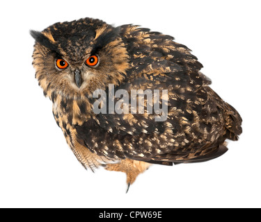 Eurasian Eagle-Owl, Bubo bubo, 15 anni, ritratto contro uno sfondo bianco Foto Stock