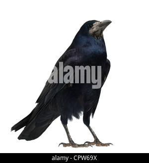 Rook, Corvus frugilegus, 3 anni, contro uno sfondo bianco Foto Stock