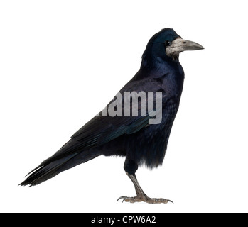 Rook, Corvus frugilegus, 3 anni, contro uno sfondo bianco Foto Stock