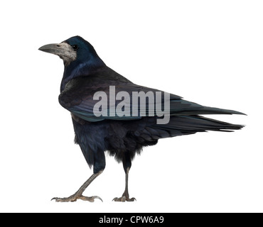 Rook, Corvus frugilegus, 3 anni, contro uno sfondo bianco Foto Stock