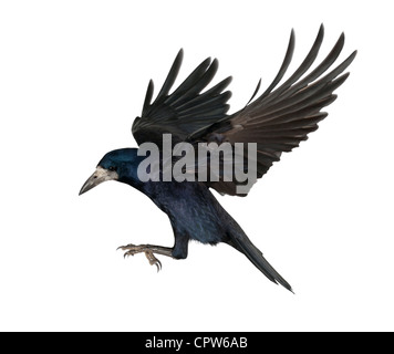 Rook, Corvus frugilegus, 3 anni, in volo contro uno sfondo bianco Foto Stock