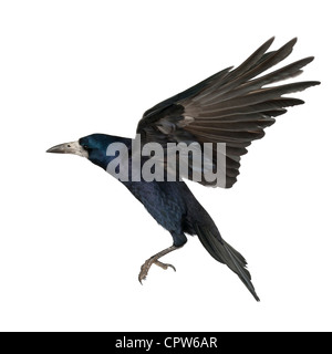 Rook, Corvus frugilegus, 3 anni, in volo contro uno sfondo bianco Foto Stock