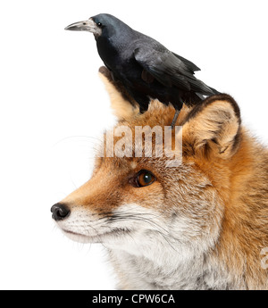 Vecchia volpe rossa, Vulpes vulpes, 15 anni, e Rook, Corvus frugilegus, 3 anni, contro uno sfondo bianco Foto Stock