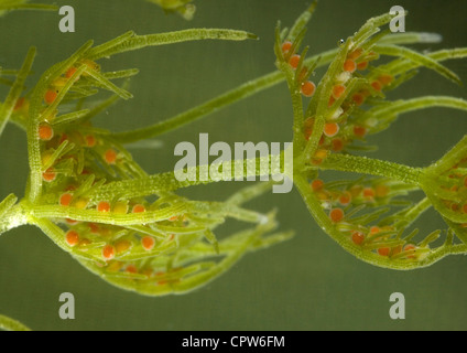 Stonewort comune, mostrando antheridia rosso Foto Stock