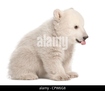 Polar Bear Cub, Ursus maritimus, 3 mesi di età, contro uno sfondo bianco Foto Stock