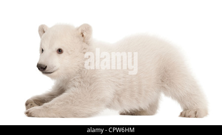 Polar Bear Cub, Ursus maritimus, 3 mesi di età, contro uno sfondo bianco Foto Stock