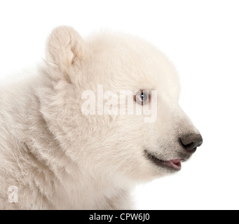 Polar Bear Cub, Ursus maritimus, 3 mesi di età, contro uno sfondo bianco Foto Stock