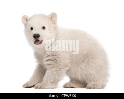 Polar Bear Cub, Ursus maritimus, 3 mesi di età, ritratto contro uno sfondo bianco Foto Stock