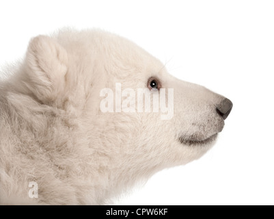 Polar Bear Cub, Ursus maritimus, 3 mesi di età, contro uno sfondo bianco Foto Stock