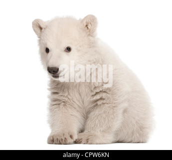 Polar Bear Cub, Ursus maritimus, 3 mesi di età, ritratto contro uno sfondo bianco Foto Stock