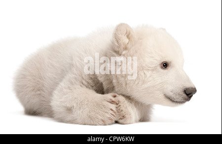 Polar Bear Cub, Ursus maritimus, 3 mesi di età, contro uno sfondo bianco Foto Stock