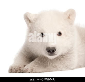 Polar Bear Cub, Ursus maritimus, 3 mesi di età, ritratto contro uno sfondo bianco Foto Stock