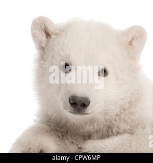 Polar Bear Cub, Ursus maritimus, 3 mesi di età, ritratto contro uno sfondo bianco Foto Stock