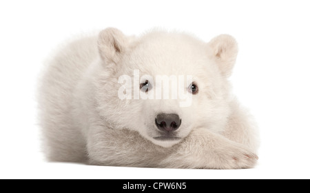 Polar Bear Cub, Ursus maritimus, 3 mesi di età, ritratto contro uno sfondo bianco Foto Stock