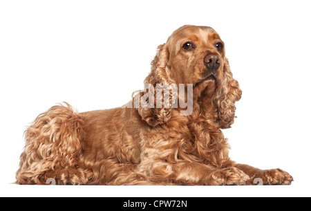 English Cocker Spaniel, 6 anni, che giace contro uno sfondo bianco Foto Stock