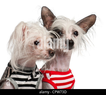 Chinese Crested Dog, 10 e 18 mesi, giubbotti striped contro uno sfondo bianco Foto Stock