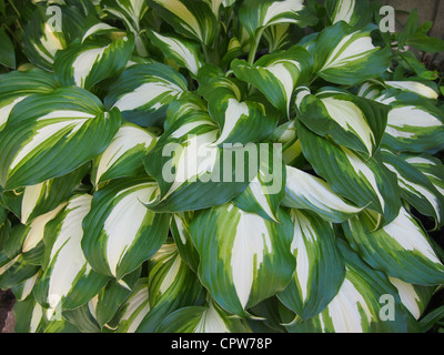 Doppio colore Hosta pianta, verde e crema di latte Foto Stock