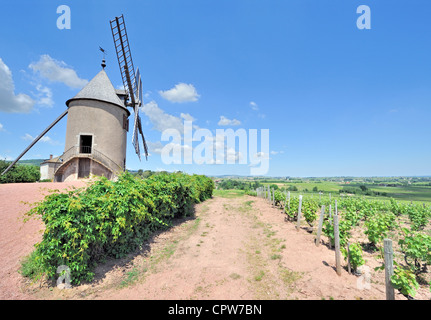 Mulino a vento tra i vigneti nella regione di Beaujolais, Francia Foto Stock