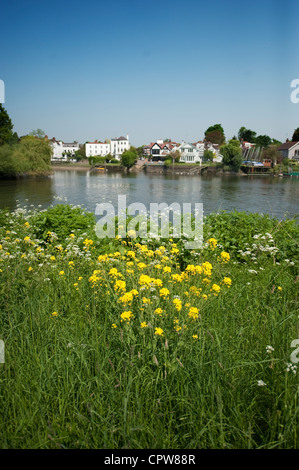 Il fiume Tamigi e torta di Anguilla isola dalla banca di prosciutto sul Tamigi pista ciclabile nel sud ovest di Londra che guarda verso il Twickenham Foto Stock