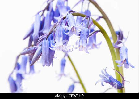 Abstract close up Bluebells, Hyacinthoides non scripta Foto Stock