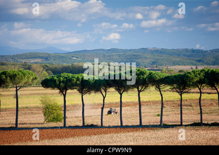 Trattore agricolo e pini larici a Sovicille vicino a Siena in Toscana, Italia Foto Stock