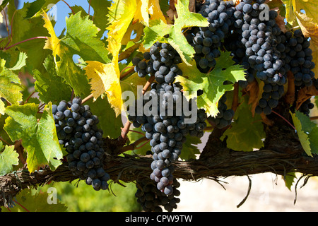Il Sangiovese Chianti Classico uve mature per il prelievo a Pontignano nella regione del Chianti Toscana Italia Foto Stock