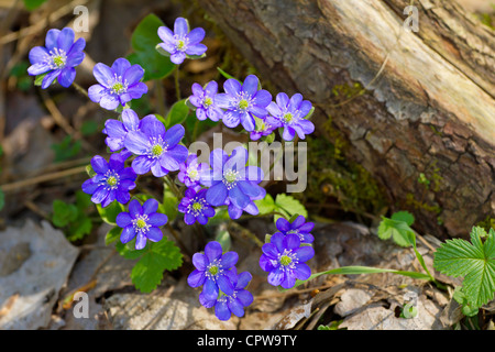 Fiori blu di Hepatica nobilis close-up (comune, Hepatica liverwort, kidneywort, centella, Anemone hepatica) Foto Stock