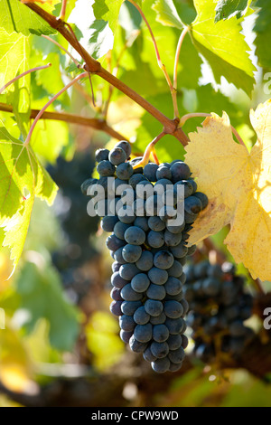 Il Sangiovese Chianti Classico uve mature per il prelievo a Pontignano nella regione del Chianti Toscana Italia Foto Stock