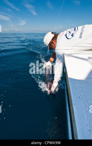 Messico, Puerto Vallarta. Deep sea sportfishing per sailfish Puerto Vallarta, Messico. Foto Stock