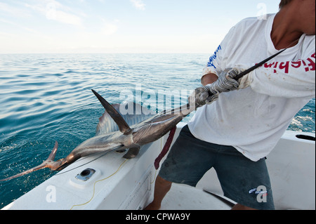 Messico, Puerto Vallarta. Deep sea sportsfishing per sailfish Puerto Vallarta, Messico. Foto Stock