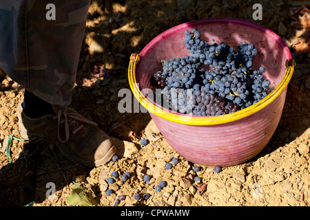 Man Picking Sangiovese Chianti Classico uve a Pontignano nella regione del Chianti Toscana Italia Foto Stock