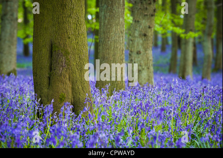 Bluebells in piena fioritura che ricopre il pavimento in un tappeto di colore blu in una bellissima spiaggia tree bosco in Hertfordshire, Inghilterra, Regno Unito Foto Stock